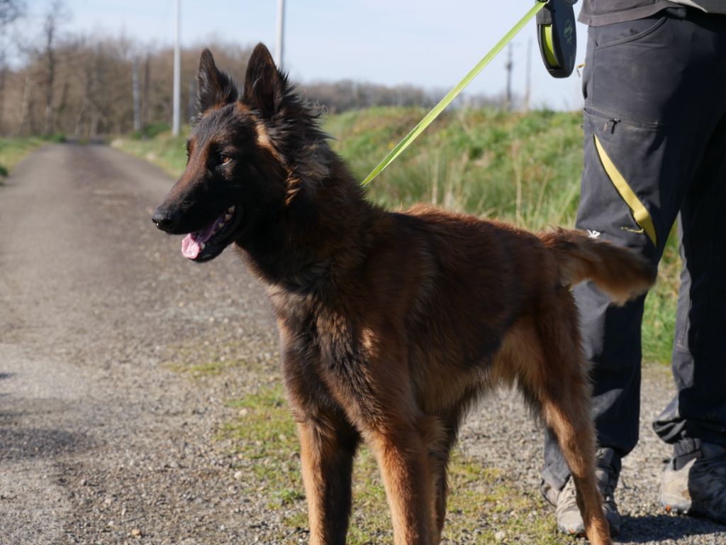 Des Crocs De La Fournaise - Chiot disponible  - Berger Belge