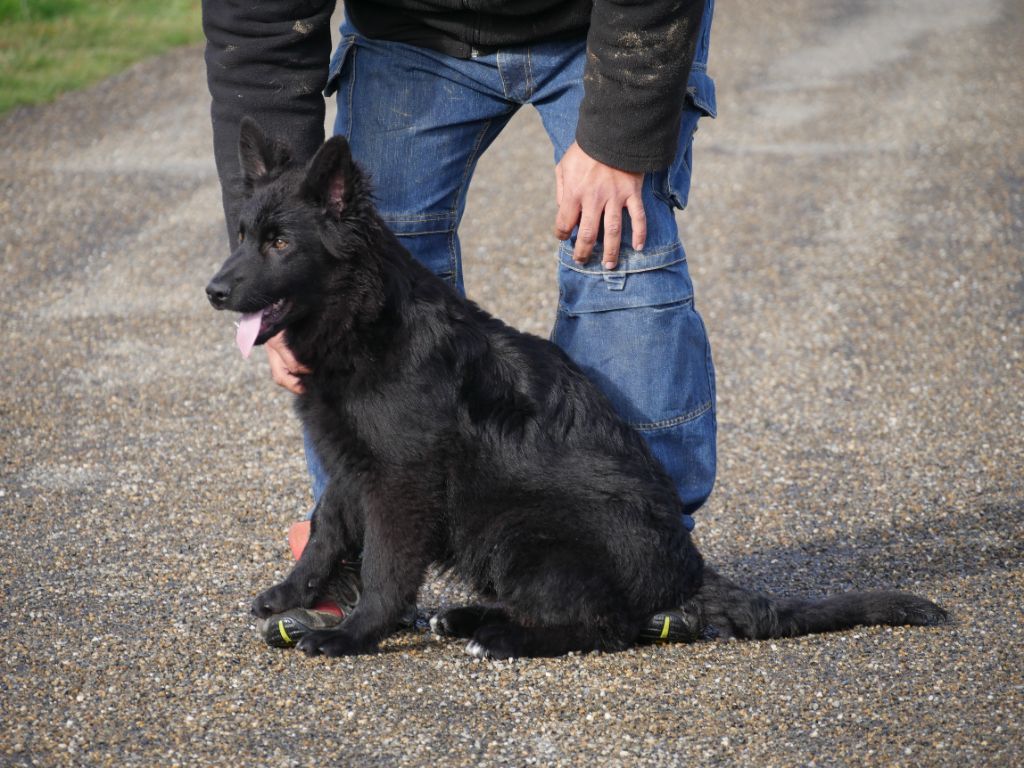 Des Crocs De La Fournaise - Chiot disponible  - Berger Allemand