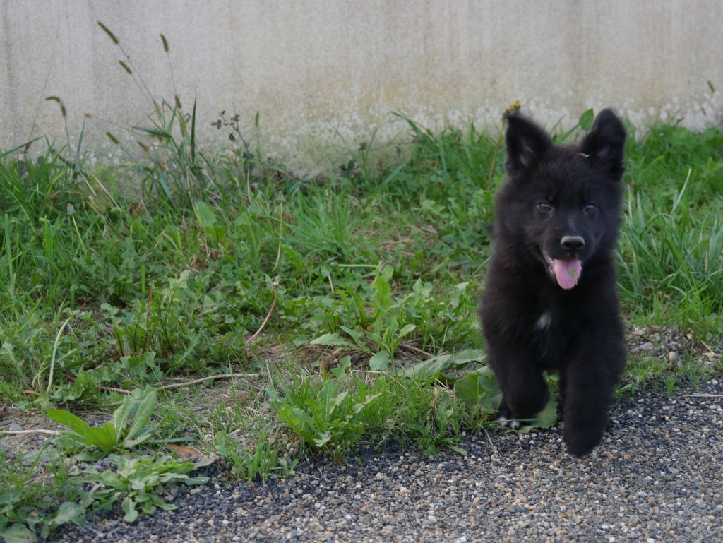 Des Crocs De La Fournaise - Chiot disponible  - Berger Allemand