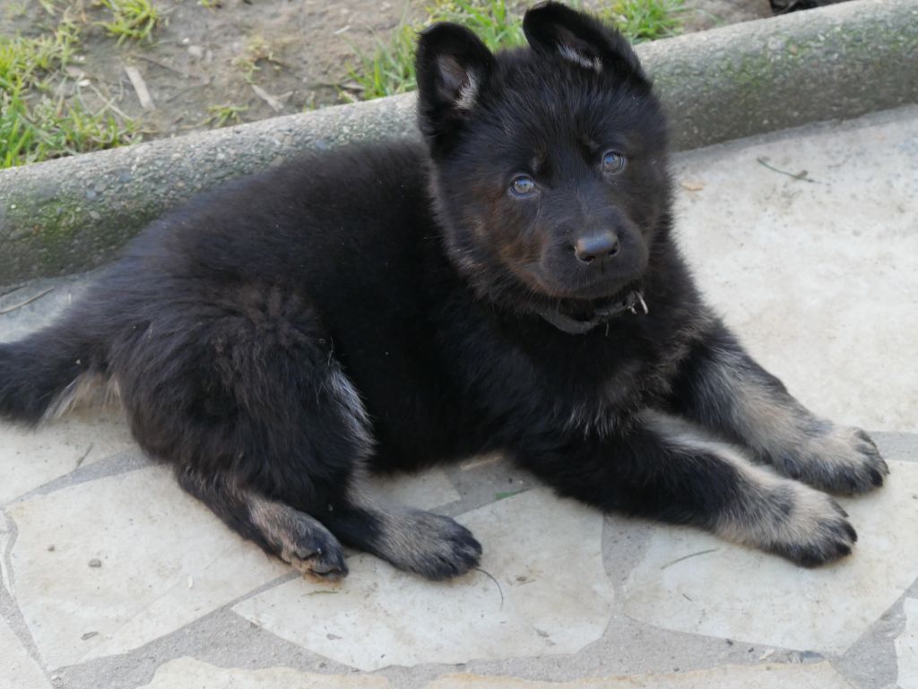 Des Crocs De La Fournaise - Chiot disponible  - Berger Allemand