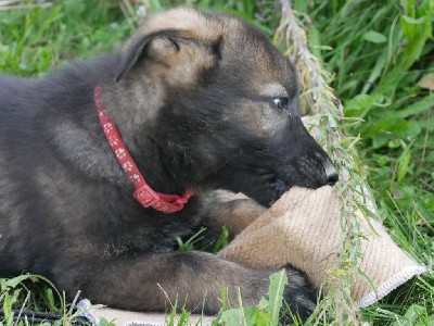 CHIOT collier rouge