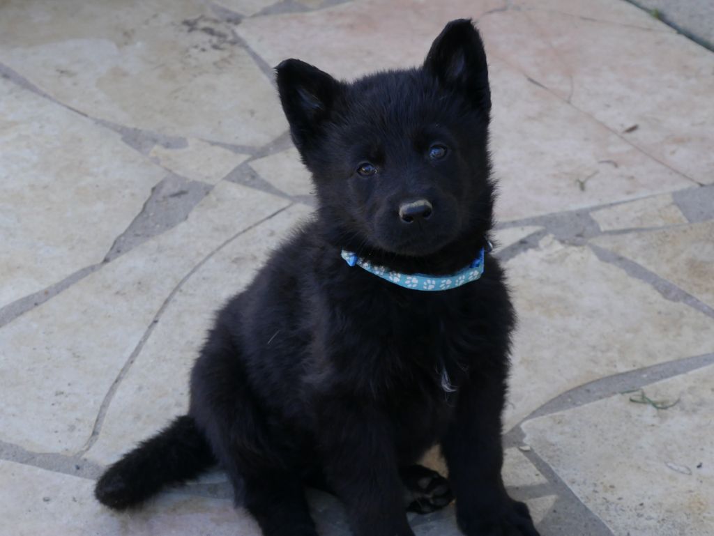 Des Crocs De La Fournaise - Chiot disponible  - Berger Allemand