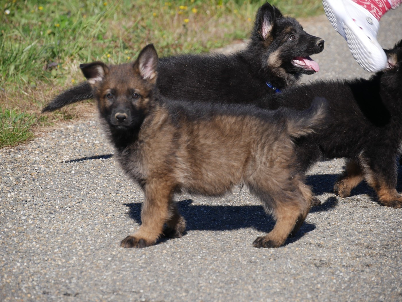 Des Crocs De La Fournaise - Chiots disponibles - Berger Allemand