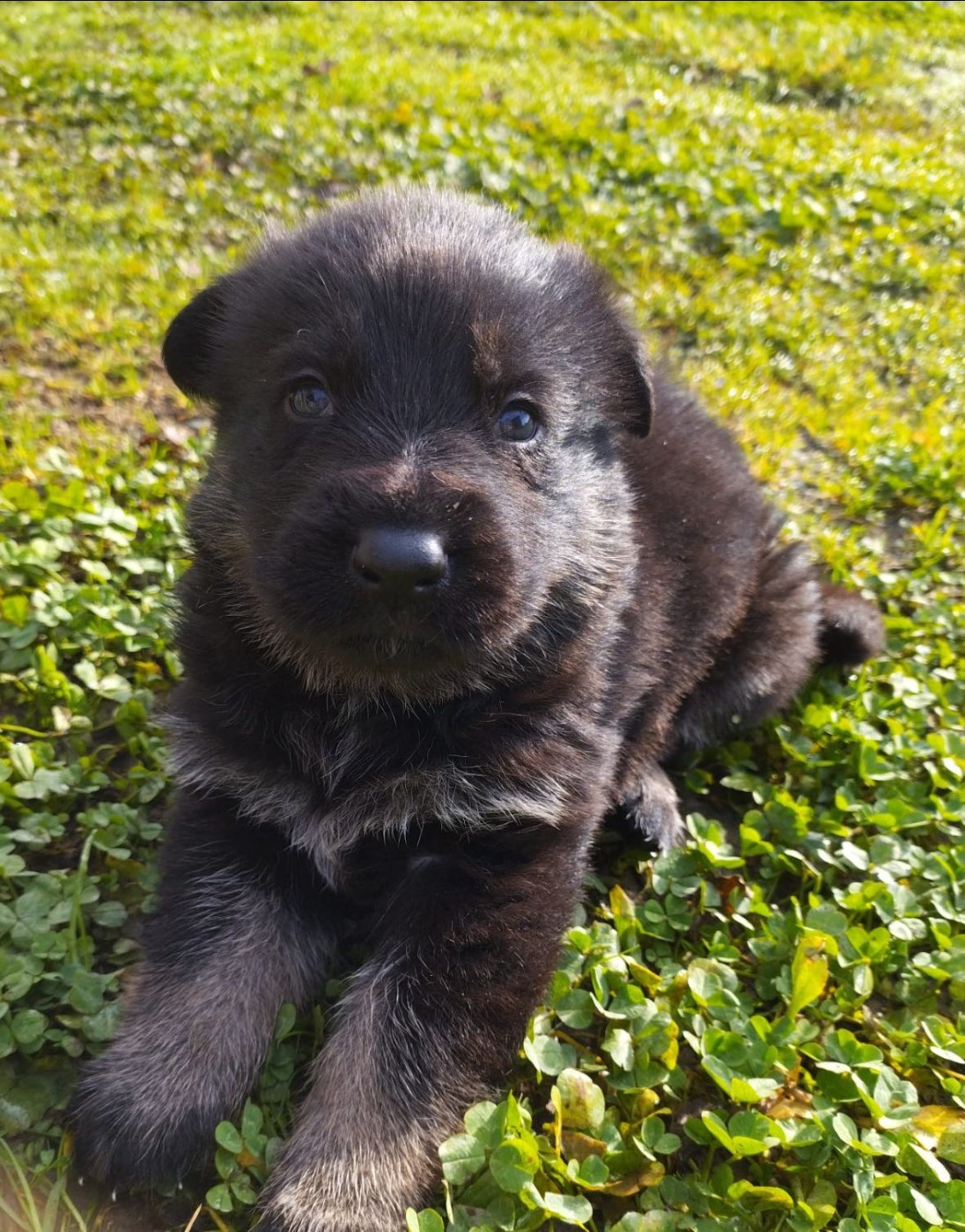 Des Crocs De La Fournaise - Chiots disponibles - Berger Allemand