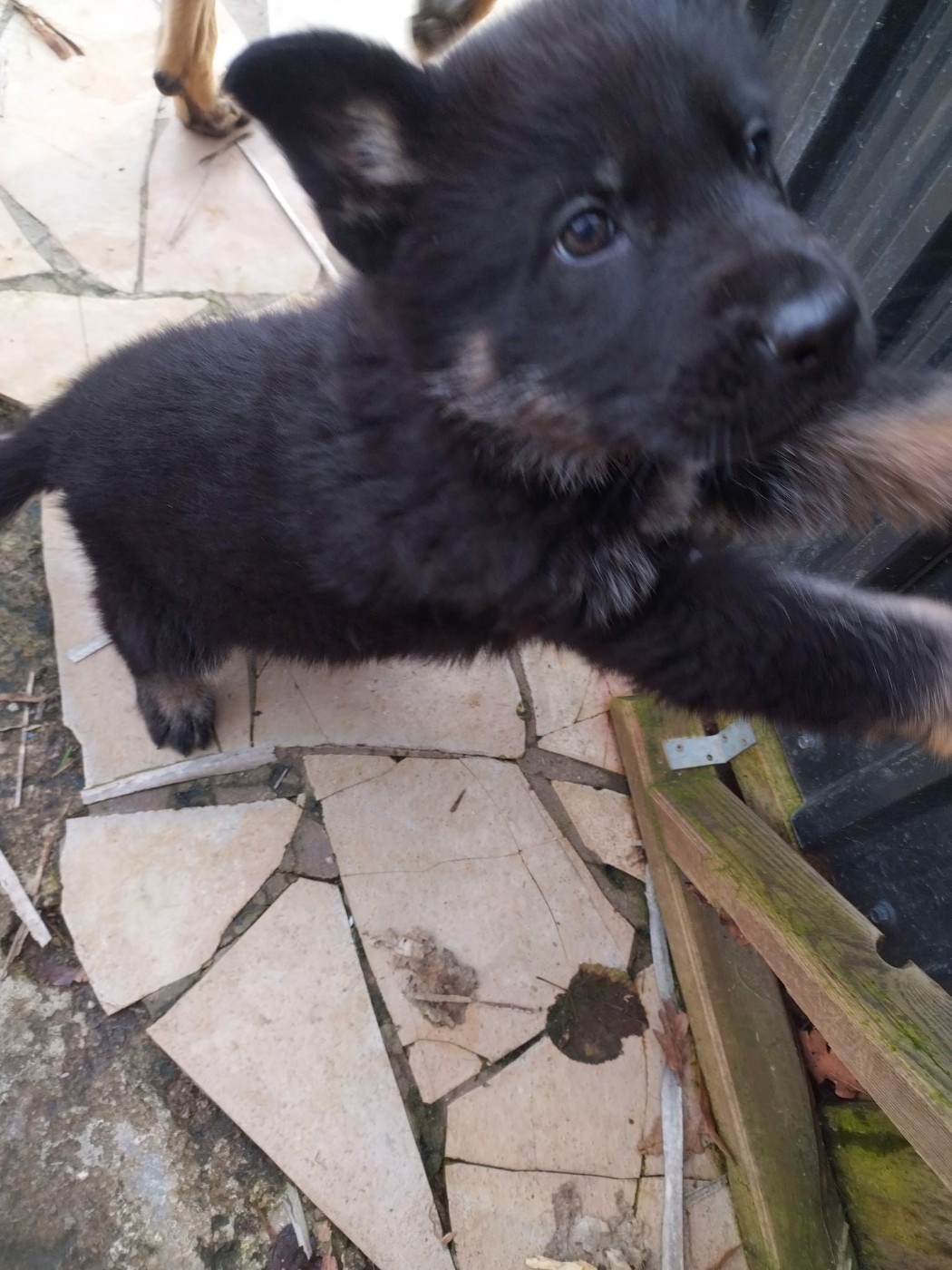 Des Crocs De La Fournaise - Chiots disponibles - Berger Allemand