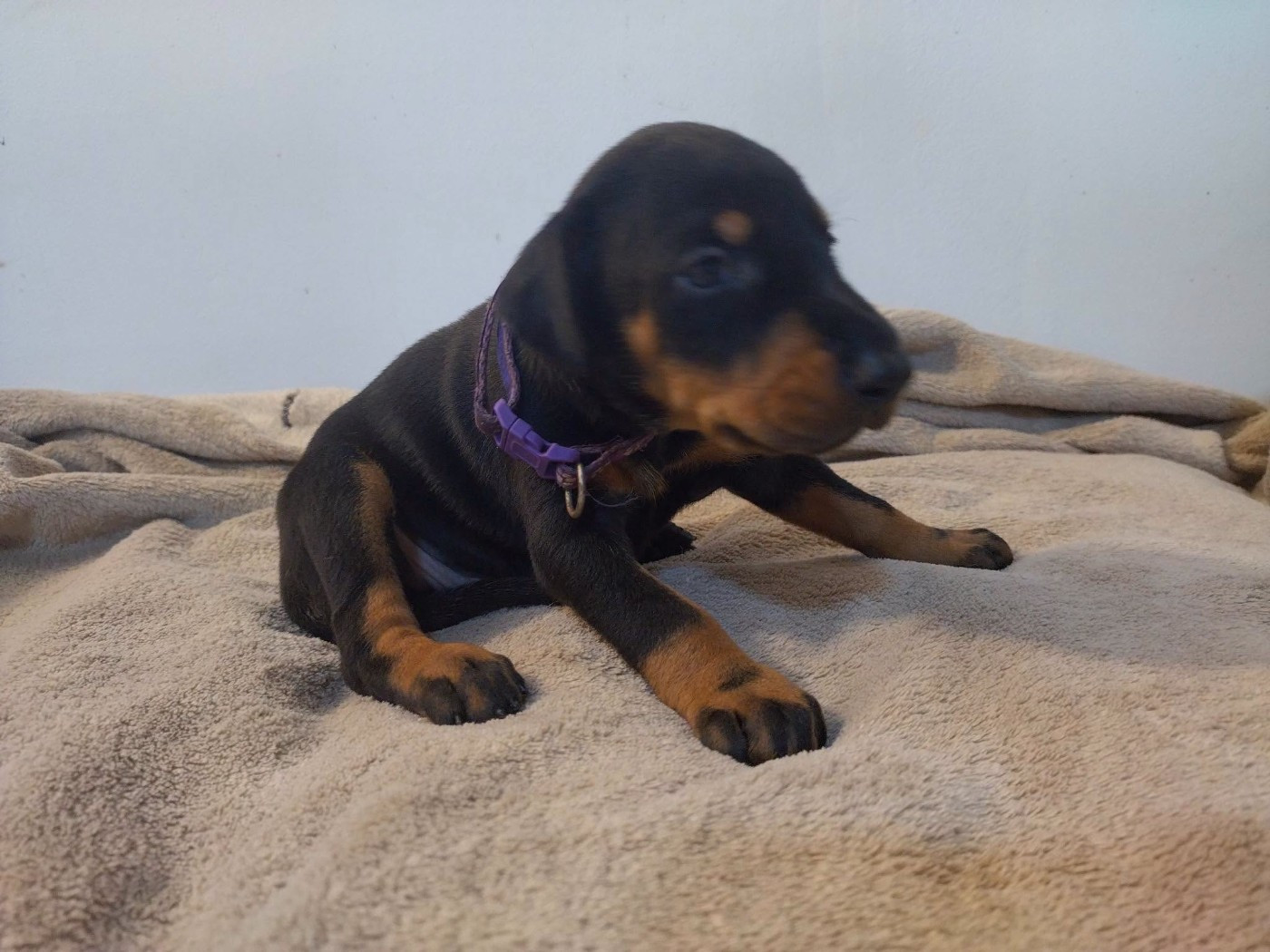 Des Crocs De La Fournaise - Chiots disponibles - Dobermann