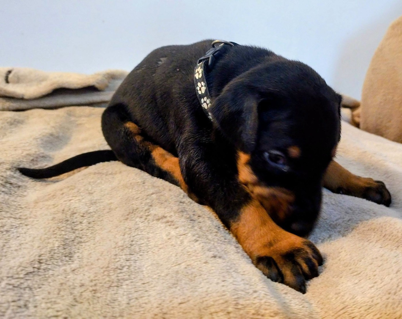 Des Crocs De La Fournaise - Chiots disponibles - Dobermann