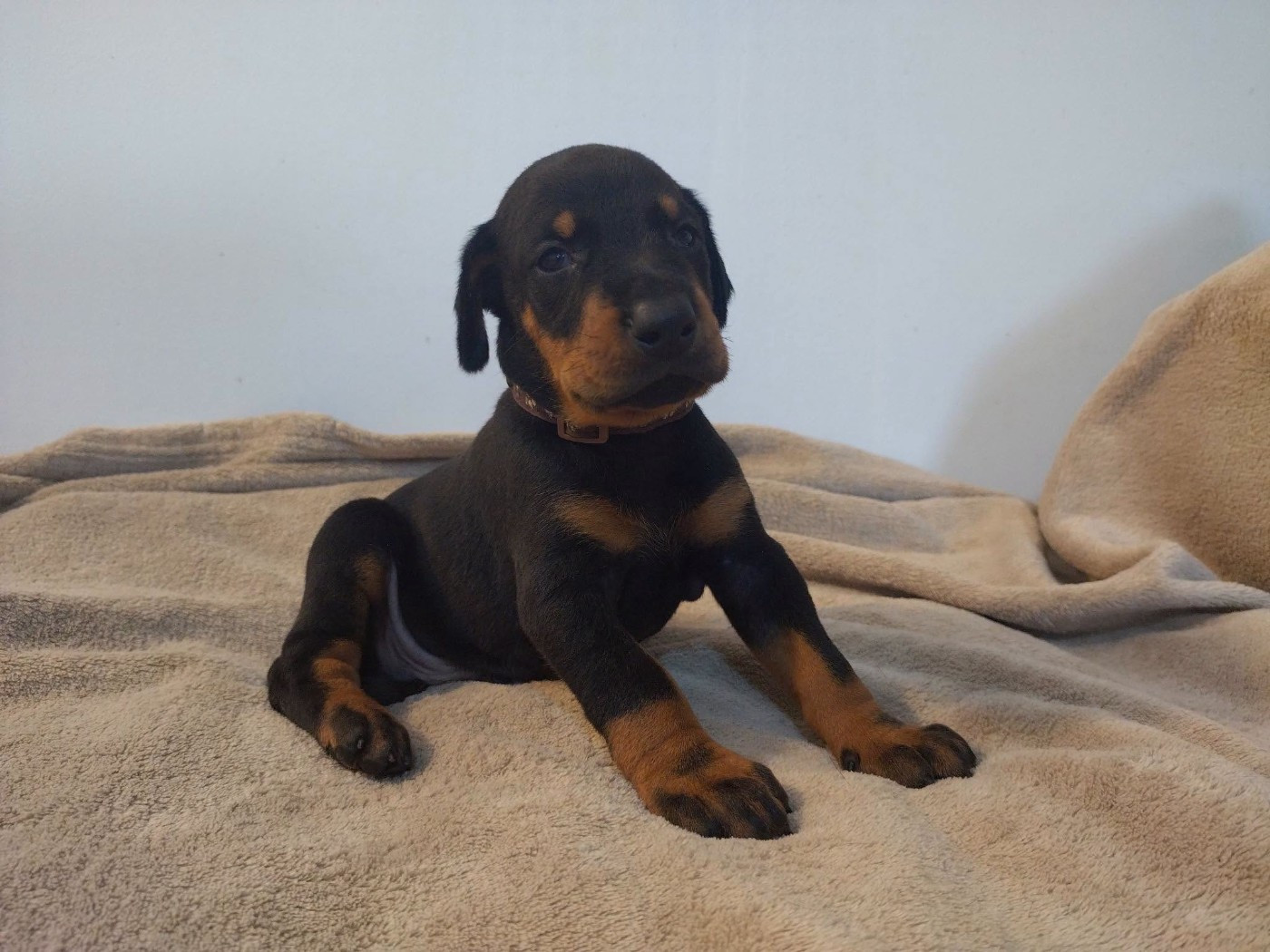 Des Crocs De La Fournaise - Chiots disponibles - Dobermann
