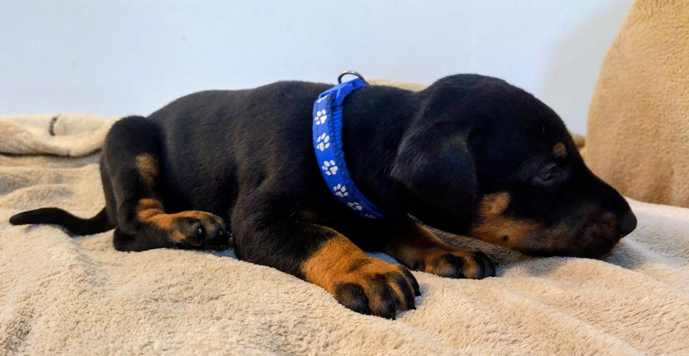 Des Crocs De La Fournaise - Chiots disponibles - Dobermann