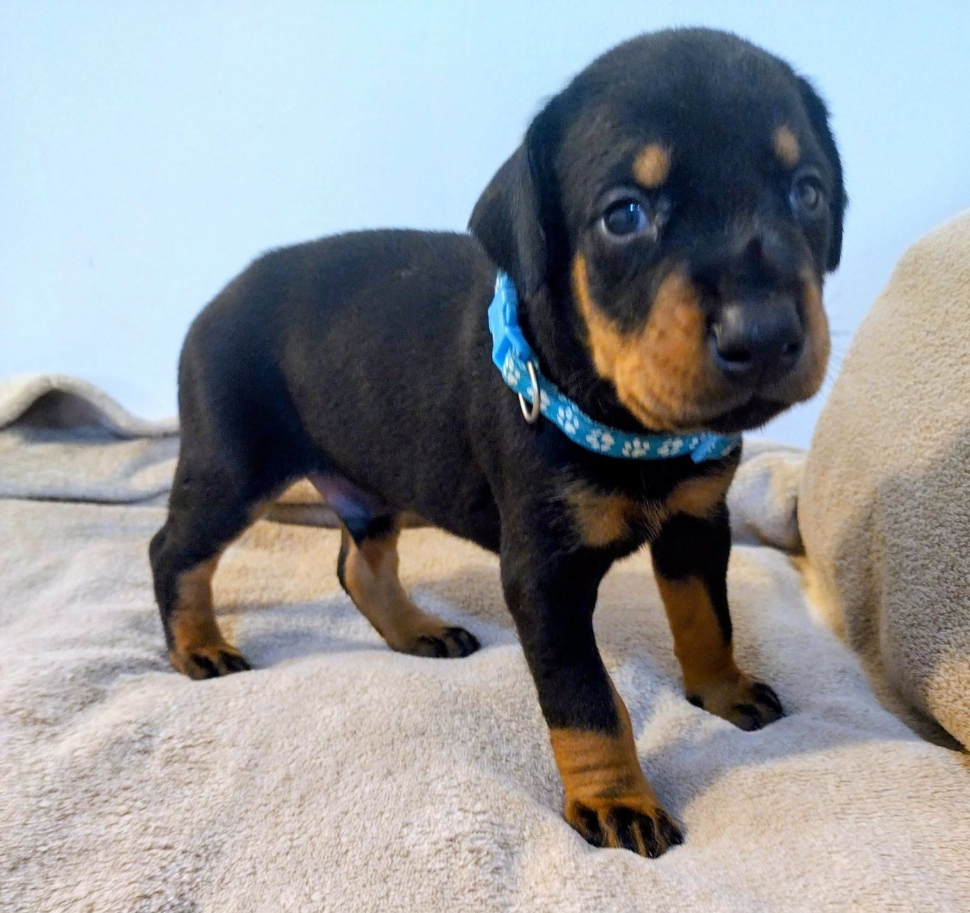 Des Crocs De La Fournaise - Chiots disponibles - Dobermann