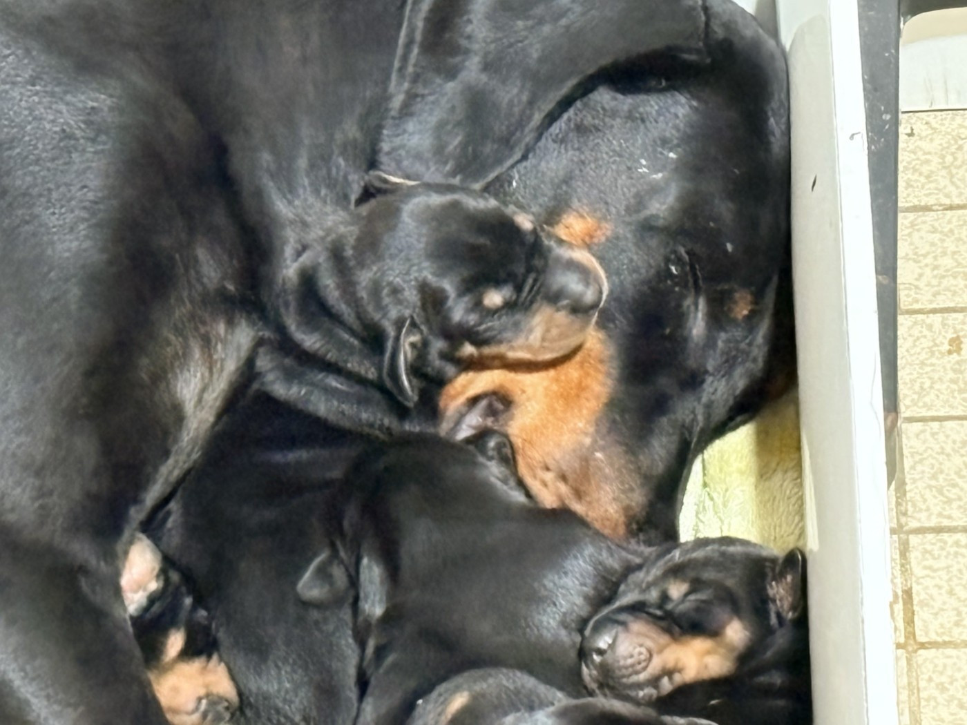 Chiot Dobermann Des Crocs De La Fournaise