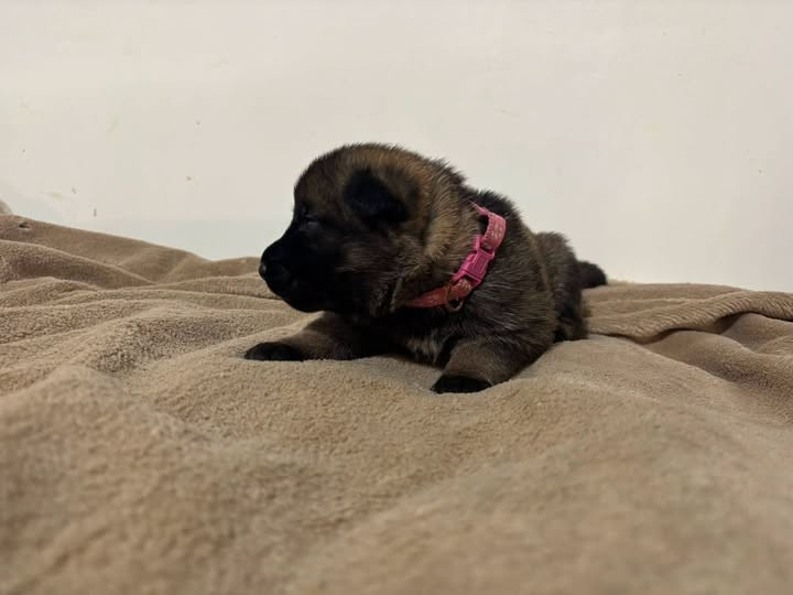 Des Crocs De La Fournaise - Chiots disponibles - Berger Allemand