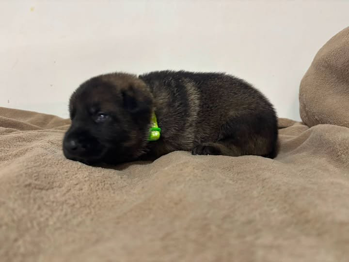 Des Crocs De La Fournaise - Chiots disponibles - Berger Allemand