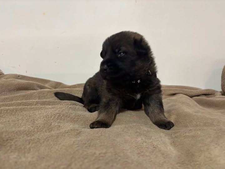 Des Crocs De La Fournaise - Chiots disponibles - Berger Allemand