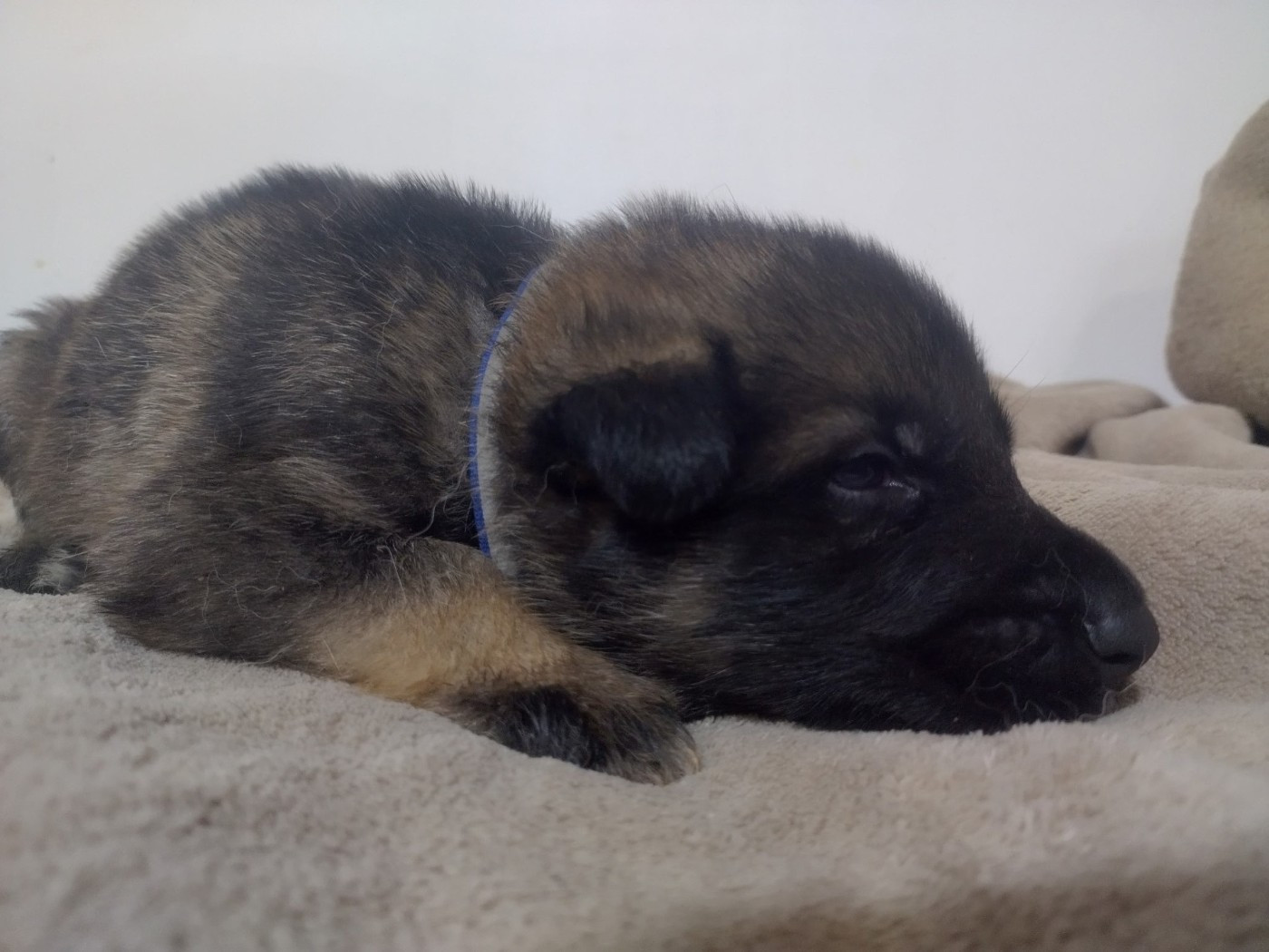Des Crocs De La Fournaise - Chiots disponibles - Berger Allemand