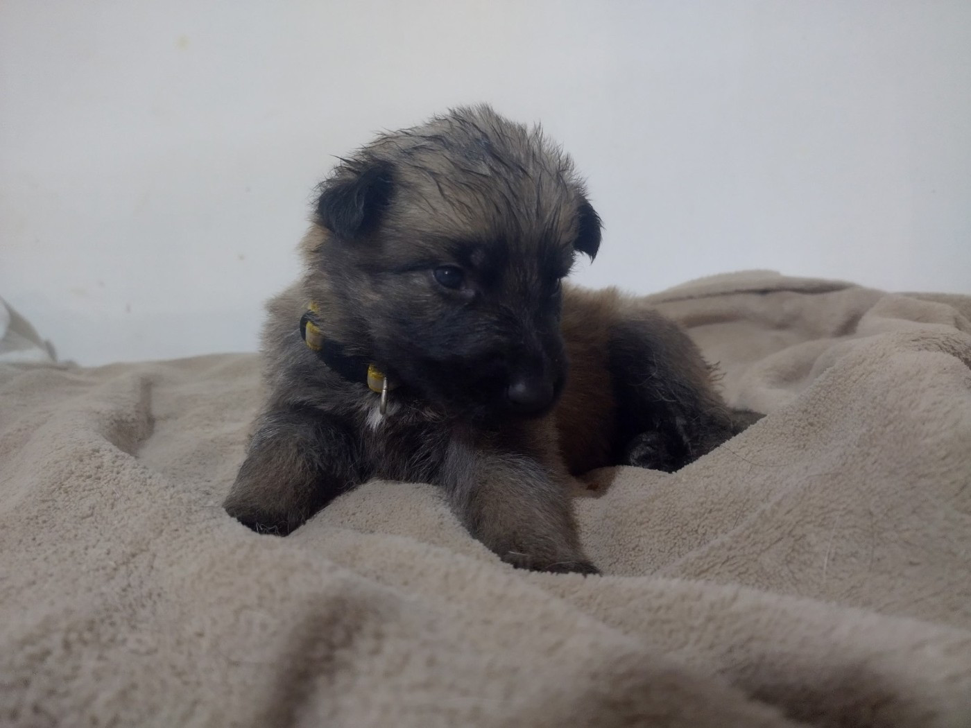 Des Crocs De La Fournaise - Chiots disponibles - Berger Allemand