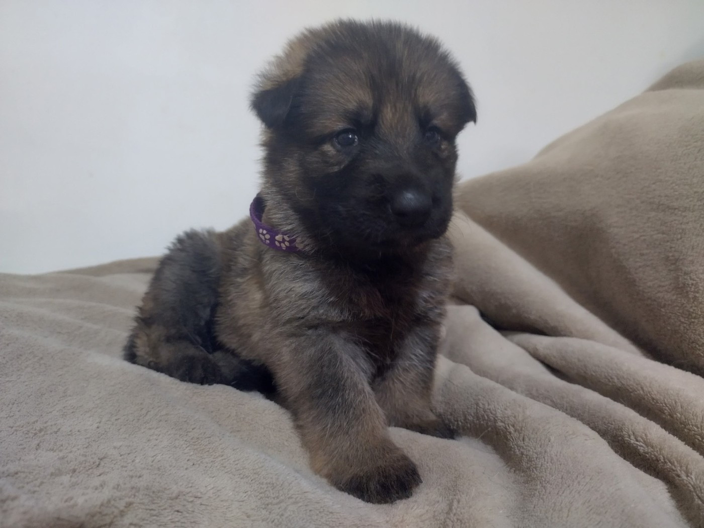 Des Crocs De La Fournaise - Chiots disponibles - Berger Allemand