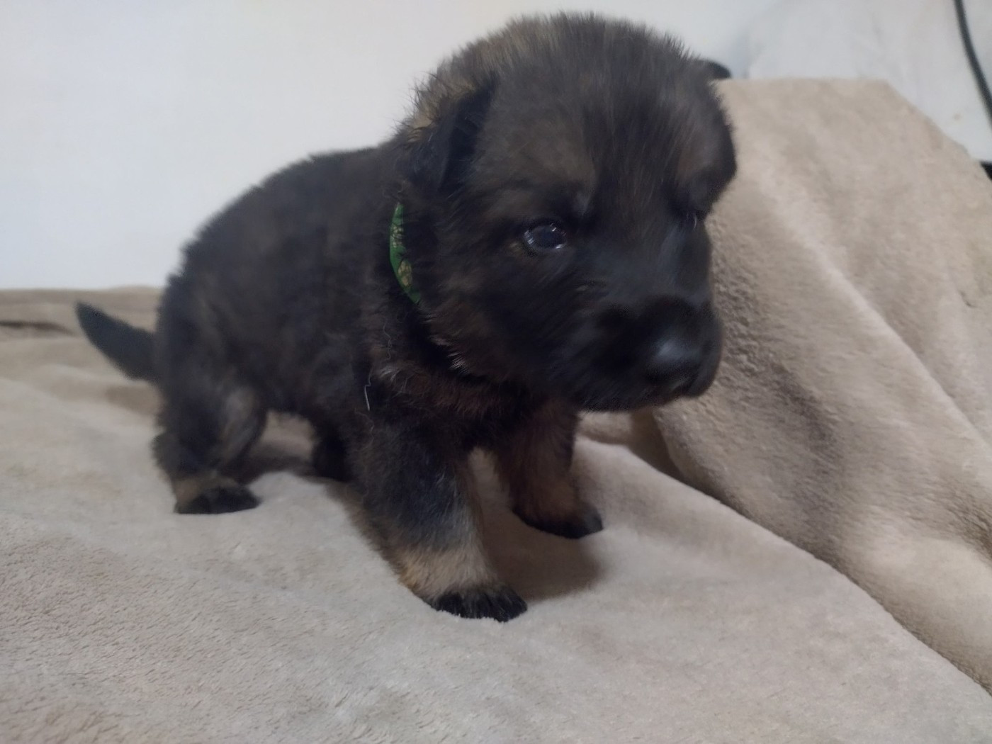 Des Crocs De La Fournaise - Chiots disponibles - Berger Allemand