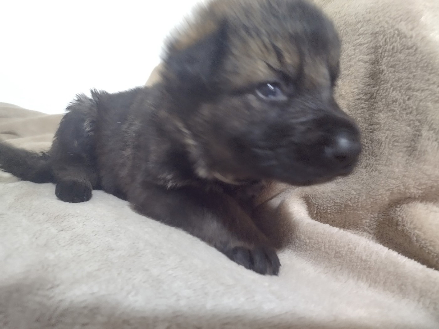 Des Crocs De La Fournaise - Chiots disponibles - Berger Allemand