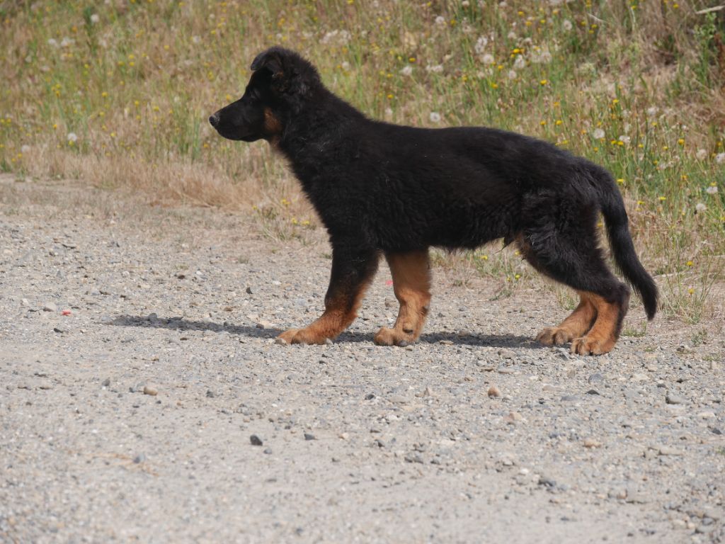 Des Crocs De La Fournaise - Berger Allemand - Portée née le 10/05/2023