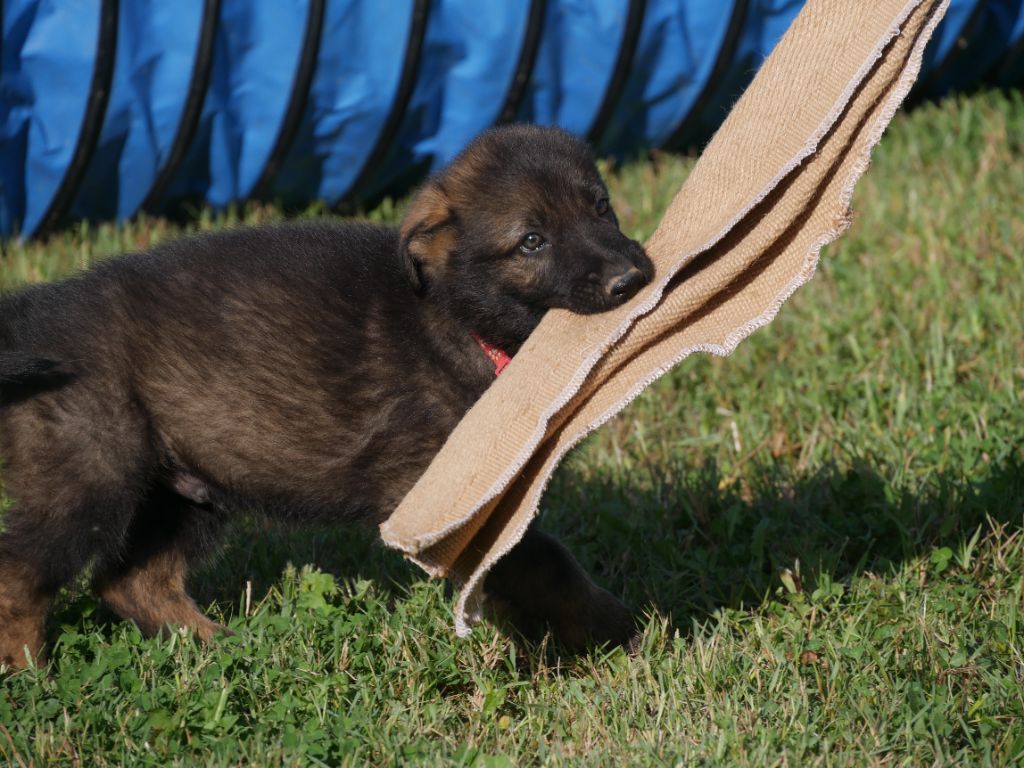 Des Crocs De La Fournaise - Berger Allemand - Portée née le 10/08/2023