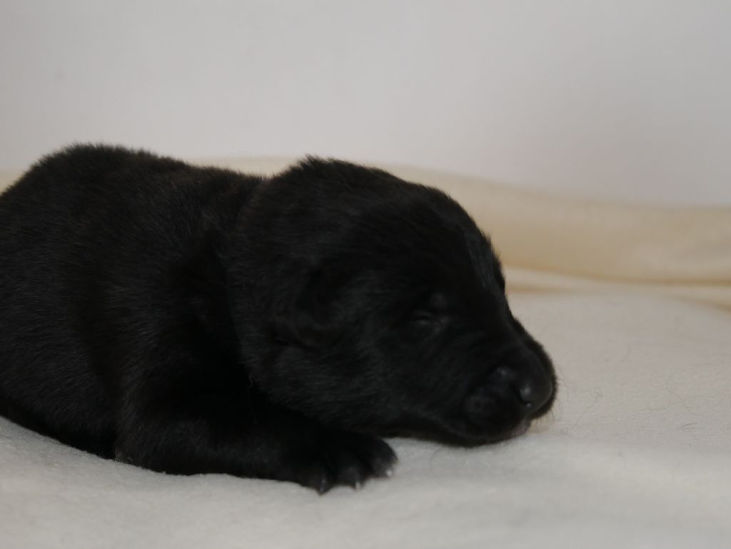 Des Crocs De La Fournaise - Chiots disponibles - Berger Belge