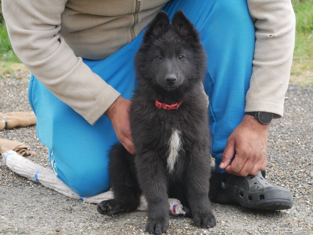 Des Crocs De La Fournaise - Chiots disponibles - Berger Belge