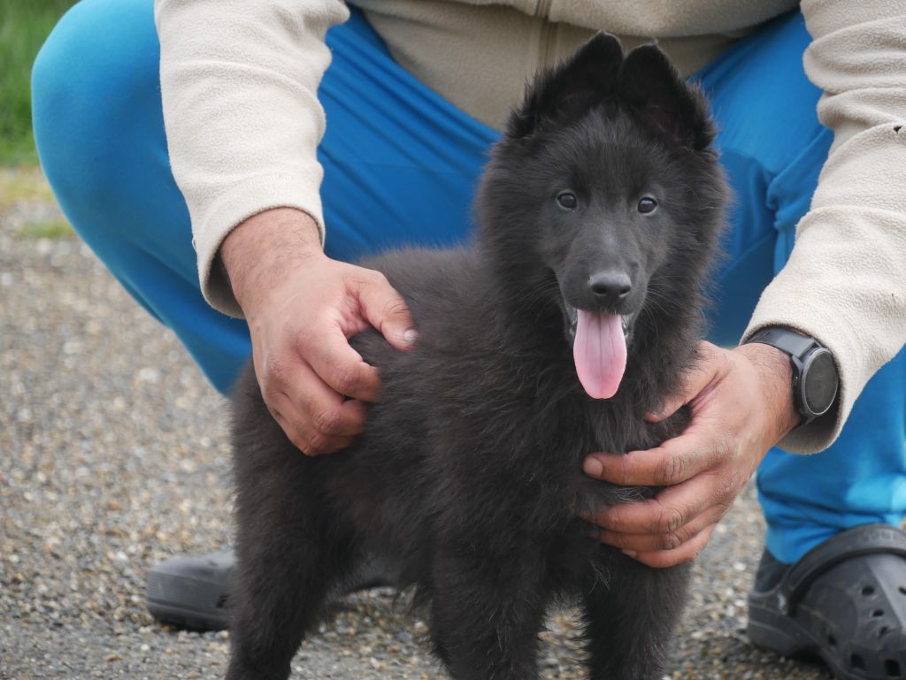 Des Crocs De La Fournaise - Chiots disponibles - Berger Belge