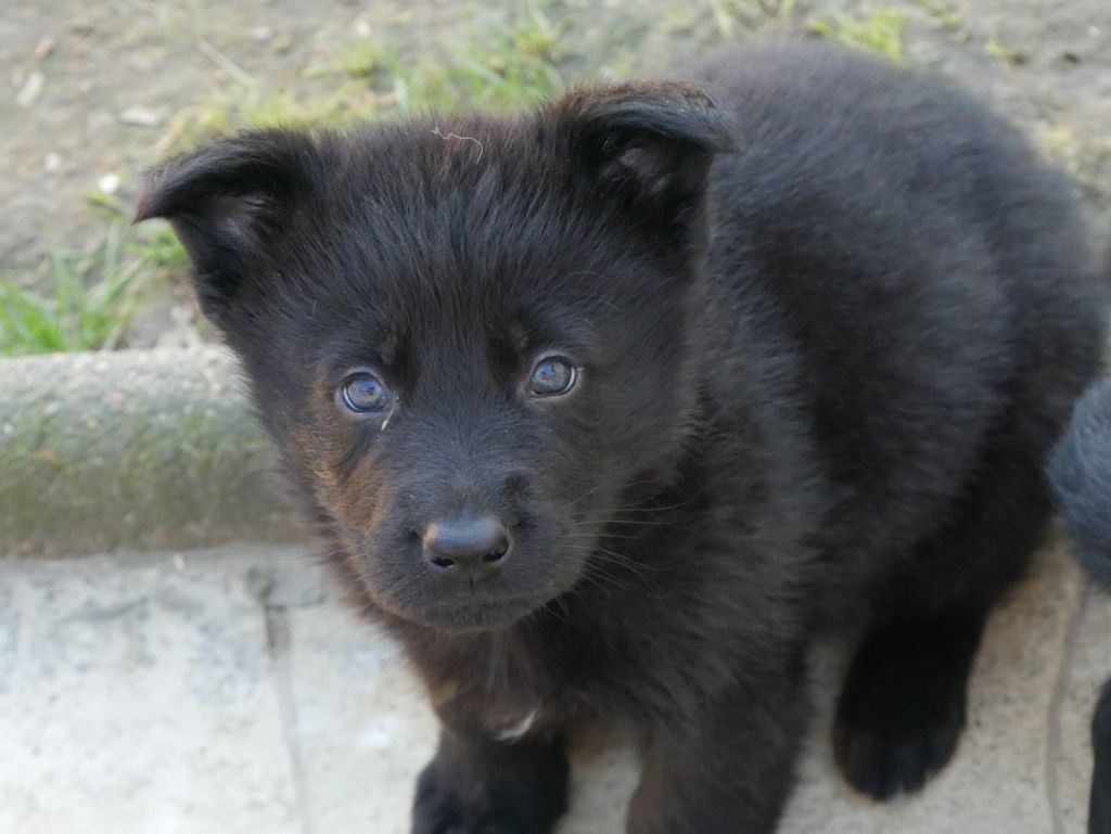 Des Crocs De La Fournaise - Berger Allemand - Portée née le 11/10/2024