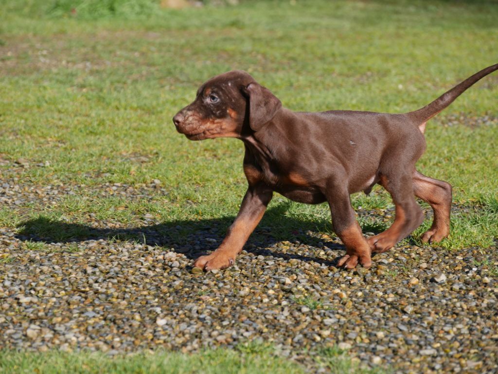 Des Crocs De La Fournaise - Dobermann - Portée née le 09/12/2022