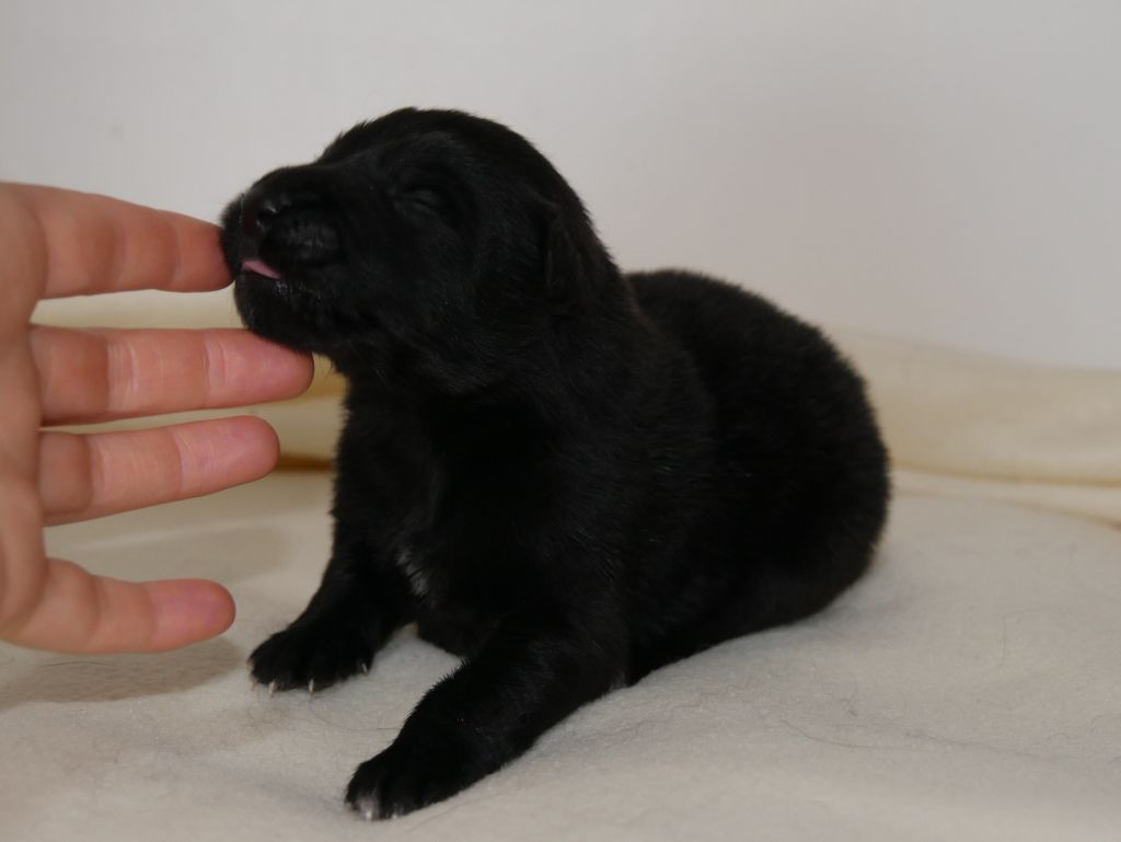 Des Crocs De La Fournaise - Chiots disponibles - Berger Belge